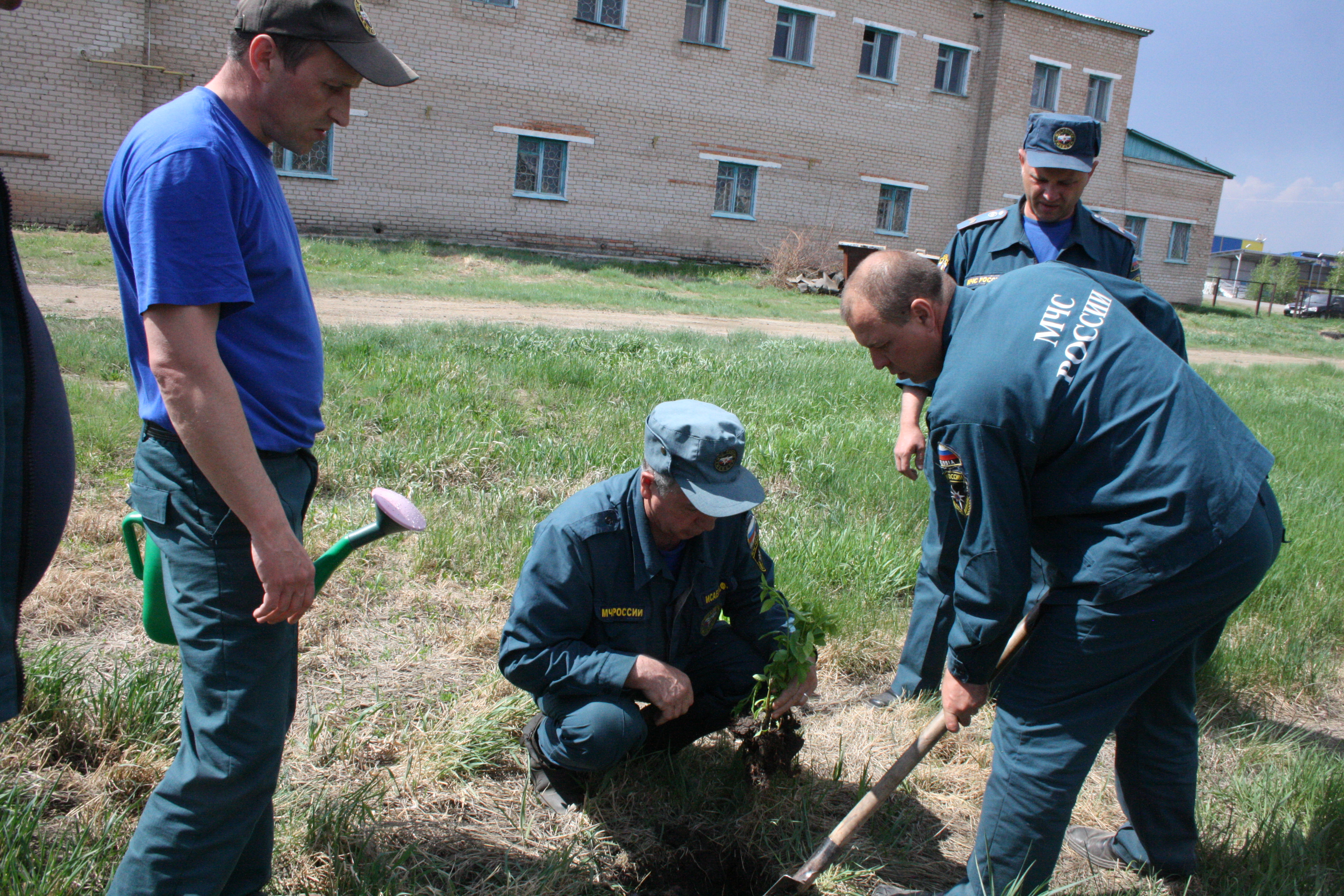 Пожарные высаживают лиственницу
