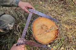 В Чесменском районе перед судом предстанет обвиняемый в незаконной рубке берез