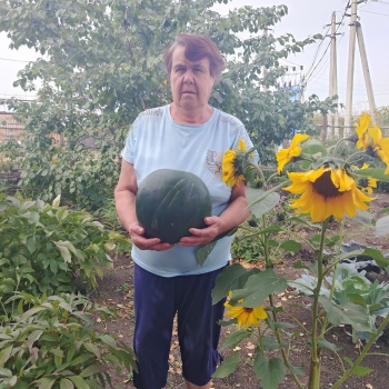 Жительница посёлка Черноборский вырастила большой арбуз, не применяя никаких удобрений