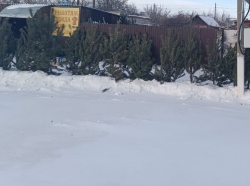 Чесменские полицейские изъяли 30 хвойных деревьев у нелегального продавца